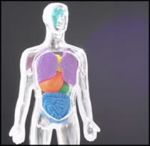 organs